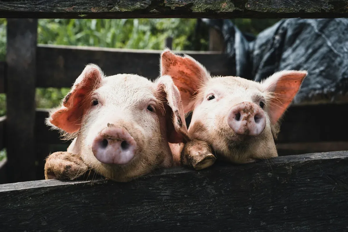 Schweinegrippe 2009: Das Drehbuch, das niemand mehr zeigen darf