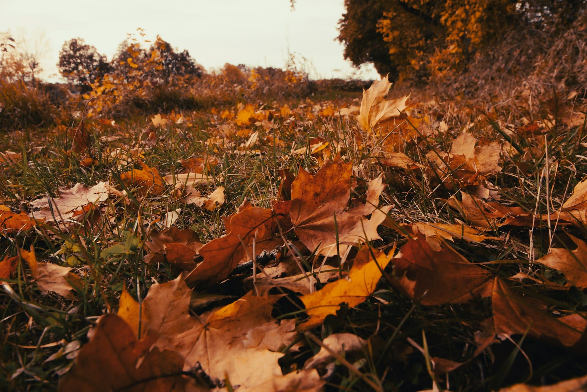 Diese Woche vor vier Jahren: Der Herbstplan, der nie gebraucht wurde