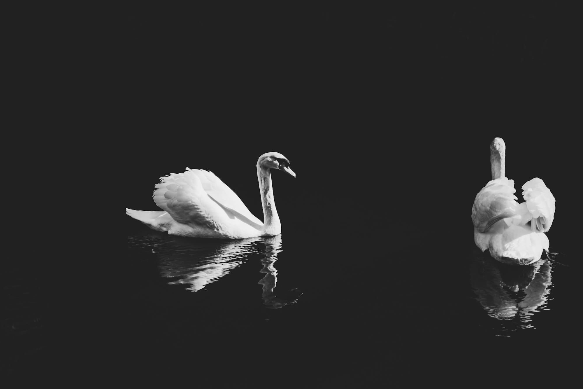 Diese Woche vor drei Jahren: Der Schwarze Schwan, der keiner war