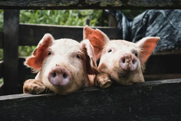 Schweinegrippe 2009: Das Drehbuch, das niemand mehr zeigen darf