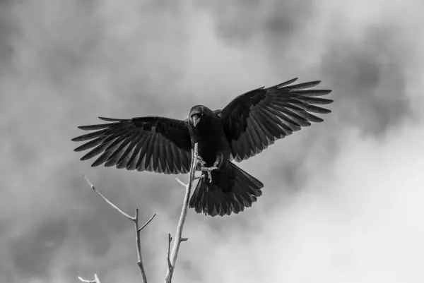 Diese Woche vor 2 Jahren: Die Vogelgrippe-Warnung von 2024 – und was daraus wurde