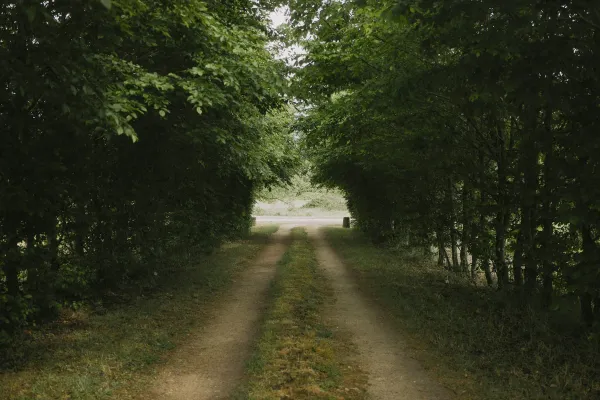 Green trees line a rural dirt path.